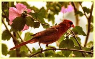 Cardinal in Hibiscus Bush